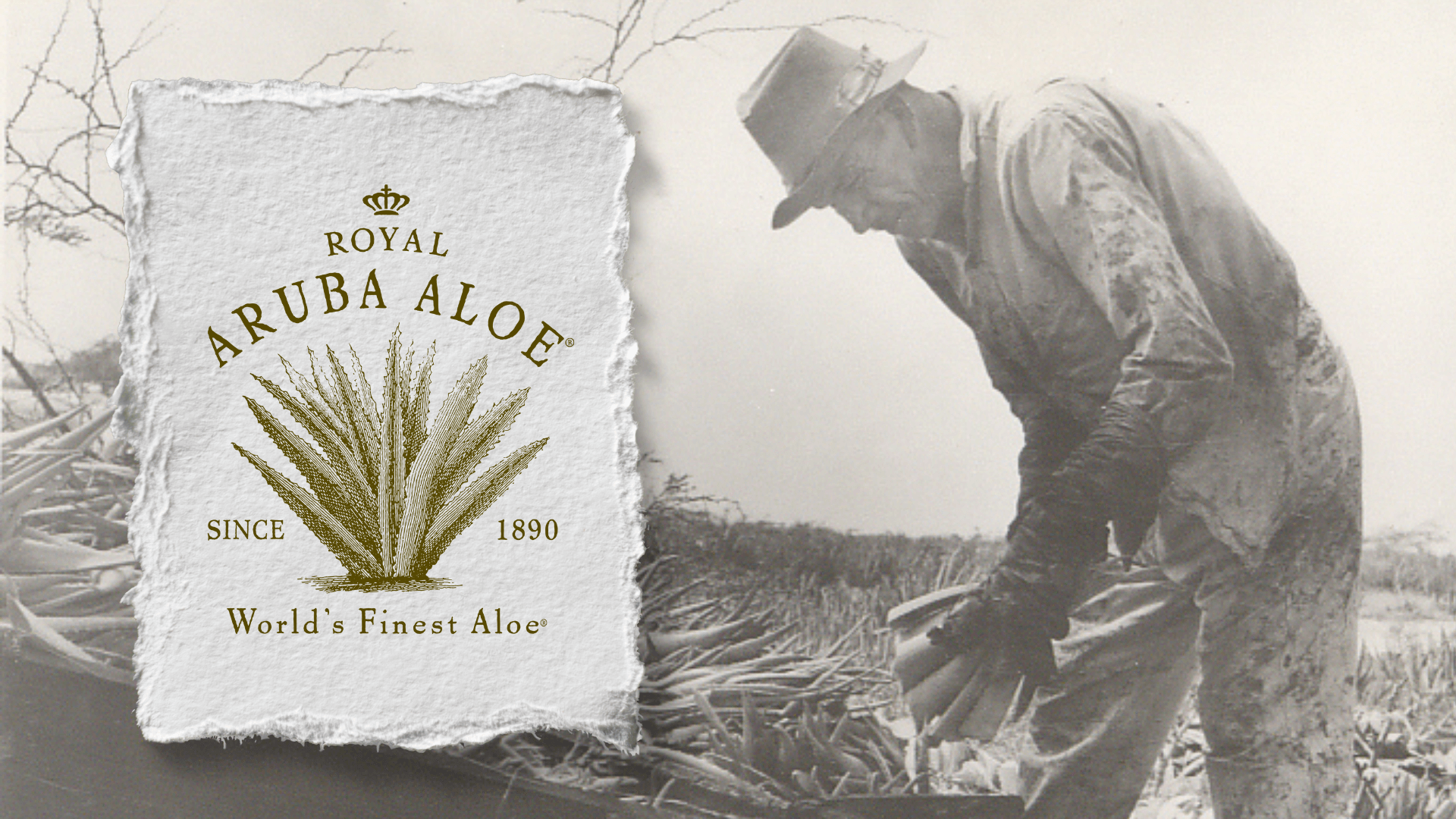 New logo: Royal Aruba Aloe