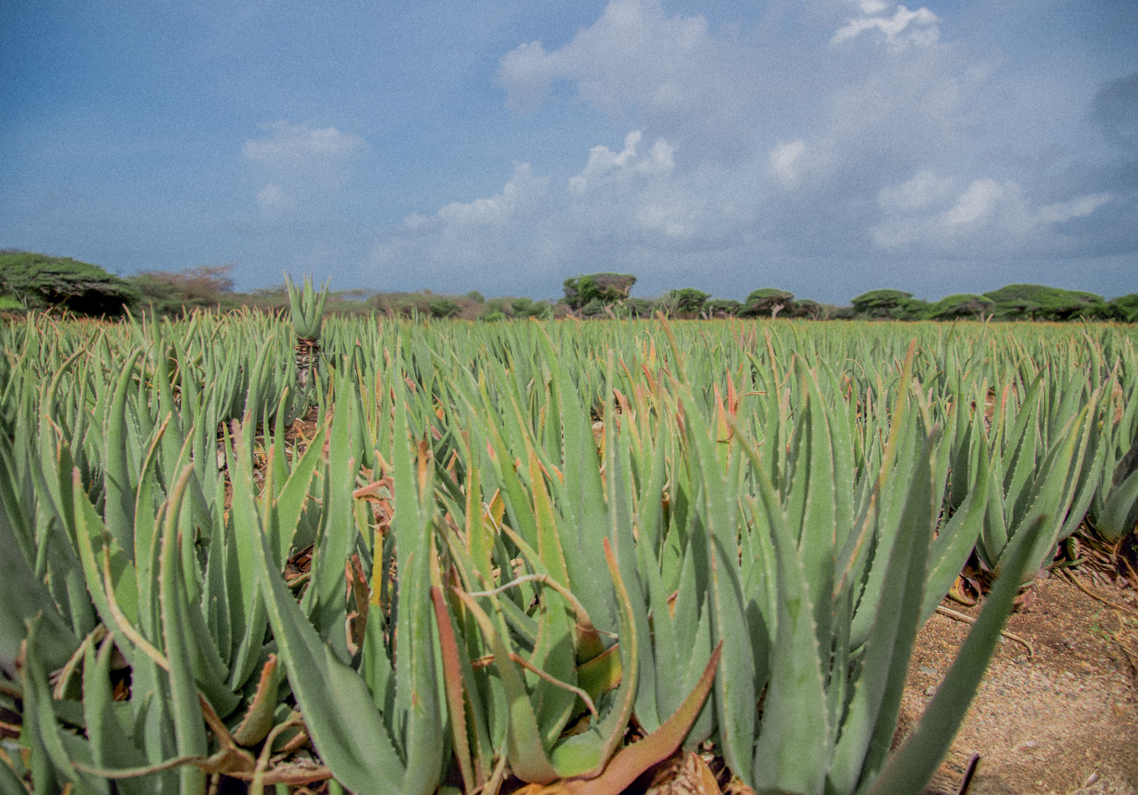 Aruba Aloe aloe field