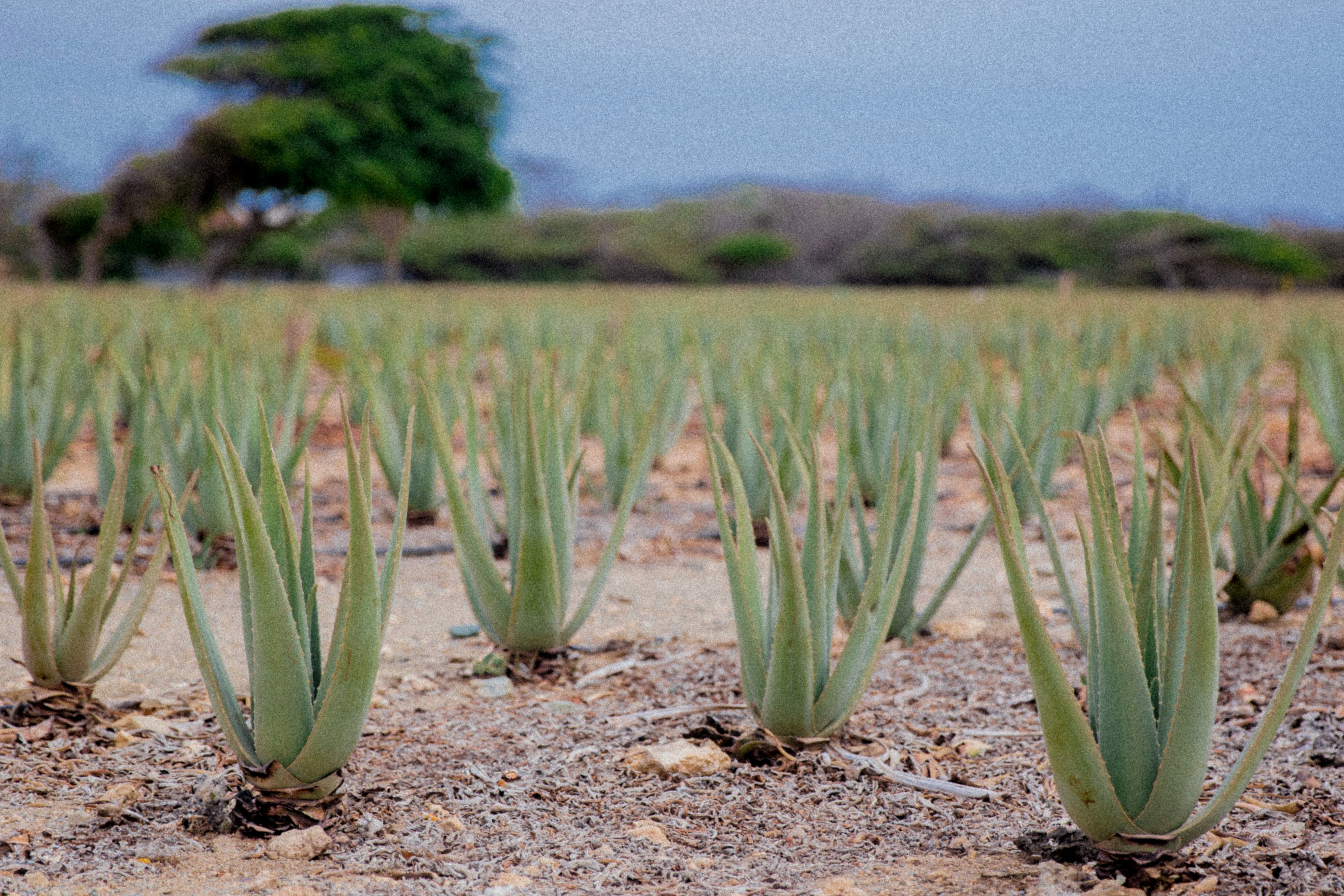 Aruba Aloe aloe field