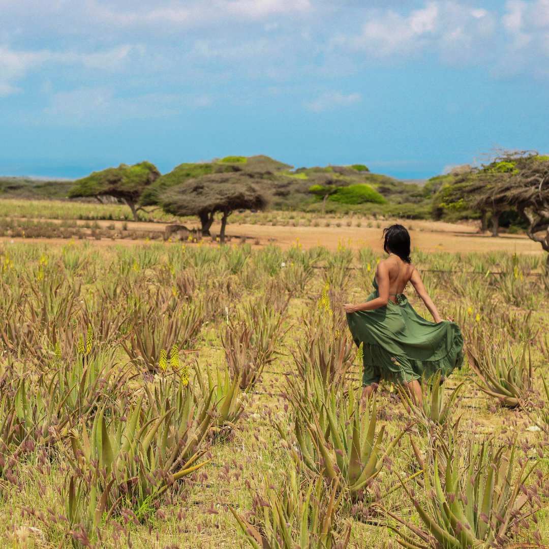 Aruba Aloe women in aloe field